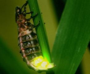 Glowworm Freedawn Scientia In The Life of a Glowworm