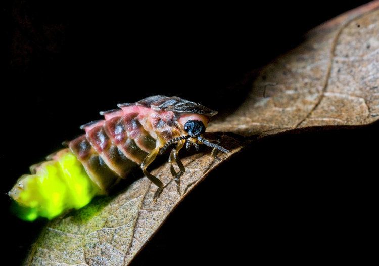 Glowworm Female Glowworms With the Brightest Gleam Make the Best Mates