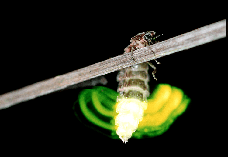 Glowworm Delight in a glowworm The Wildlife Trusts