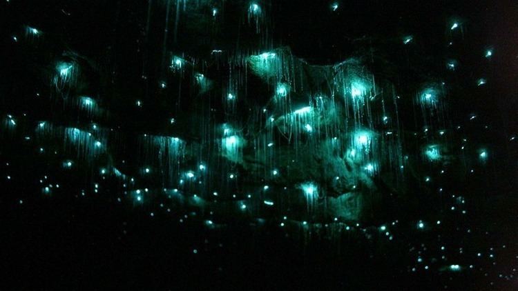 Glowworm Waitomo Glowworm Caves New Zealand Amusing Planet