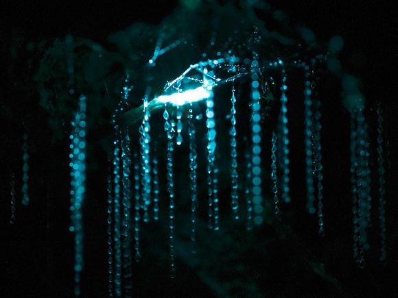 download australian glow worm