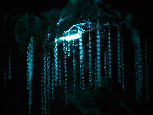 Glowworm Paul Nguyen Photography New Zealand Glow Worm