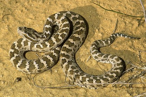 Gloydius Gloydius halys Snake Database