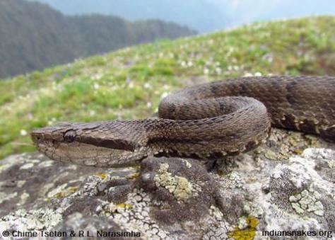 Image result for agkistrodon himalayanus
