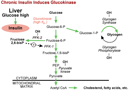 Glucokinase Question 4 Insulin Regulation of Glucokinase