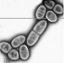 Gluconobacter wishartbiologyualbertacaBacMapincludesspecie