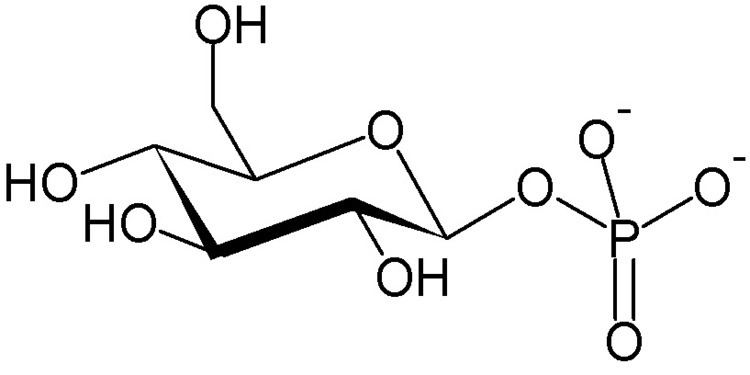 Glucose 1-phosphate FileGlucose1phosphatePNG Wikimedia Commons