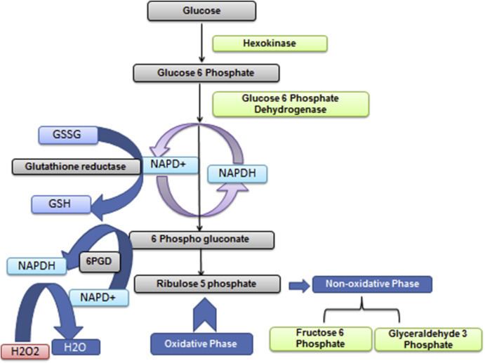 Glucose 6 phosphatase dehydrogenase (G6PD) and neurodegenerative disorders:  Mapping diagnostic and therapeutic opportunities - ScienceDirect
