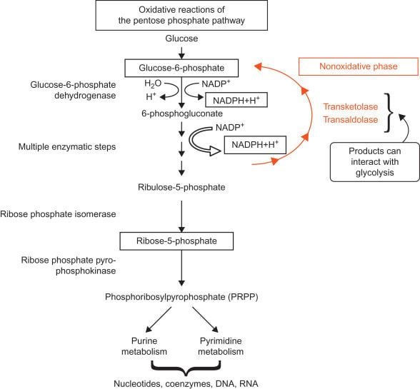 Glucose 6-phosphatase Glucose 6phosphatase Wikipedia