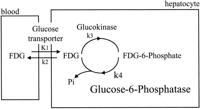 Cellular Release of [18F]2-Fluoro-2-deoxyglucose as a Function of the  Glucose-6-phosphatase Enzyme System* - Journal of Biological Chemistry