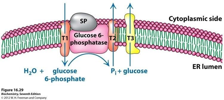 Glucose 6-phosphatase Kevin Ahern39s Biochemistry BB 450550 at Oregon State University