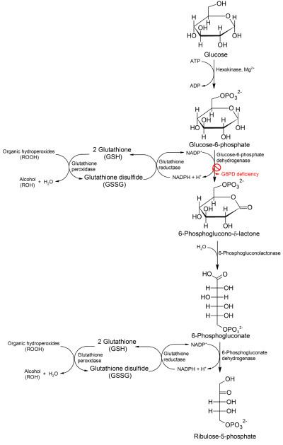 Glucose-6-phosphate dehydrogenase httpsuploadwikimediaorgwikipediacommonsthu
