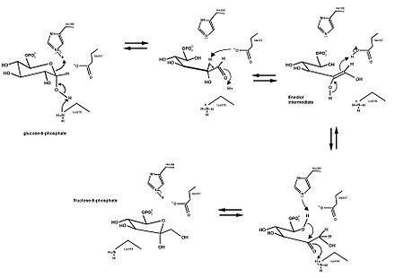 Glucose-6-phosphate isomerase Isomerase Wikiwand