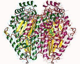Glucose-6-phosphate isomerase Glucose6phosphate isomerase Wikipedia