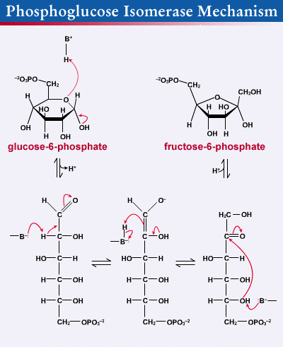 Glucose-6-phosphate isomerase higheredbcswileycomlegacycollegepratt0471393