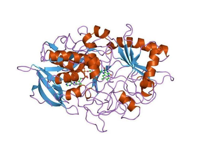 Glucose-methanol-choline oxidoreductase family