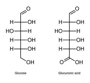 Glucuronic acid Uronic acid Wikipedia