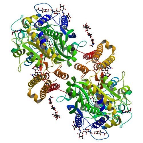 Glutamate carboxypeptidase II