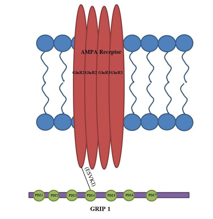 Glutamate receptor-interacting protein