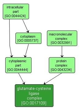 Glutamate–cysteine ligase wwwyeastrcorgpdrimagesgogoimages1090017