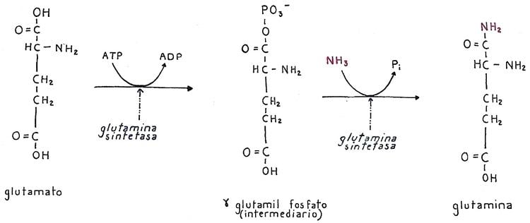 Glutamine synthetase FileGlutamine synthetase IIjpg Wikimedia Commons