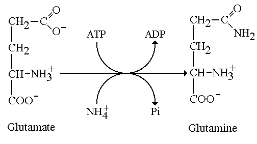 Glutamine synthetase nitrogen metabolism