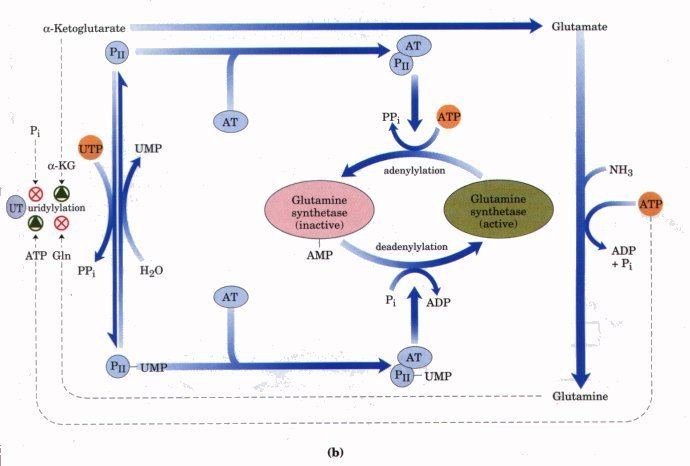Glutamine synthetase Chapter 21 Biosynthesis of Amino Acids Nucleotides and Related