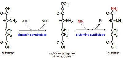 Glutamine synthetase Glutamine synthetase Proteopedia life in 3D
