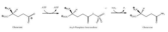 Glutamine synthetase Glutamine synthetase Wikipedia