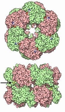 Glutamine synthetase httpsuploadwikimediaorgwikipediacommonsthu