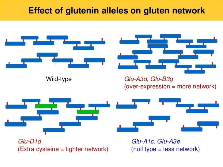 Glutenin Comparison of glutenin subunit composition among Australian and North