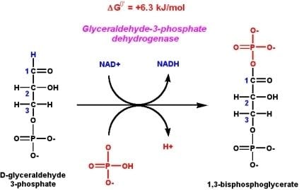 Glyceraldehyde 3-phosphate 03 Glyceraldehyde3phosphate Dehydrogenase chem471