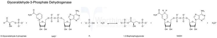 Glyceraldehyde 3-phosphate Glyceraldehyde3Phosphate Dehydrogenase Worthington Enzyme Manual