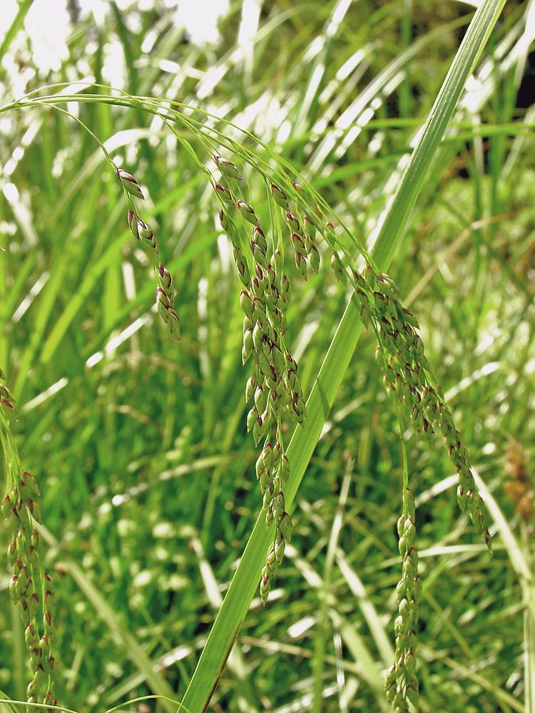 Glyceria Glyceria grandis American manna grass Go Botany