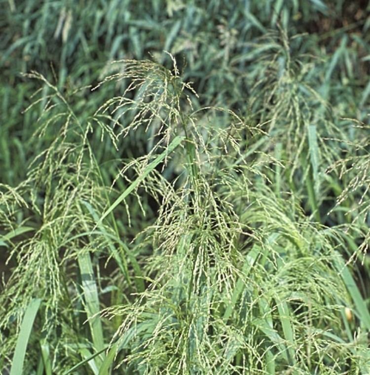 Glyceria Glyceria grandis American manna grass Go Botany