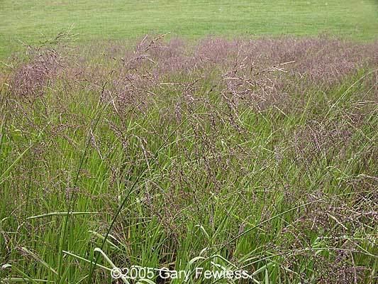 Glyceria grandis Wetland Plants of Wisconsin Glyceria grandis American manna grass