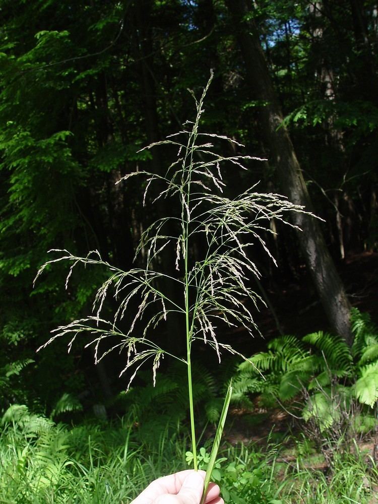 Glyceria grandis Glyceria grandis American manna grass Go Botany