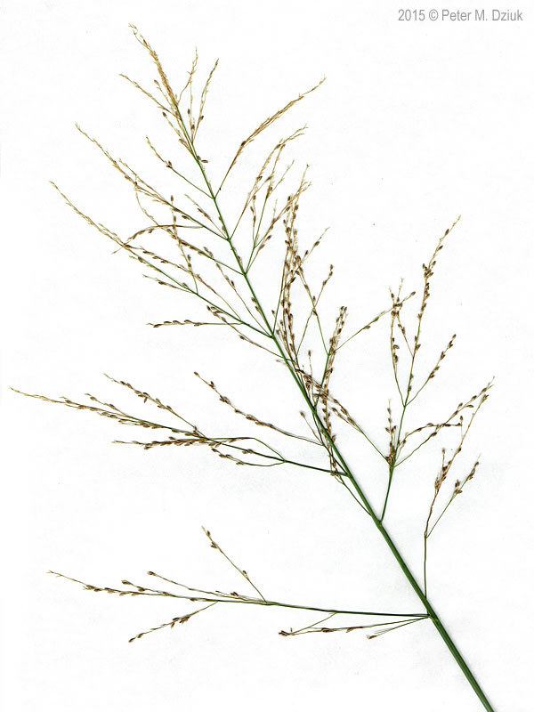 Glyceria grandis Glyceria grandis American Manna Grass Minnesota Wildflowers