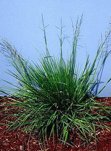 Glyceria leptostachya httpsuploadwikimediaorgwikipediacommonsthu