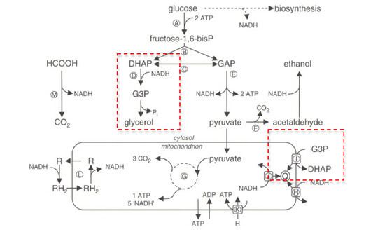 Glycerol 3-phosphate Glycerol3phosphate dehydrogenase Wikipedia