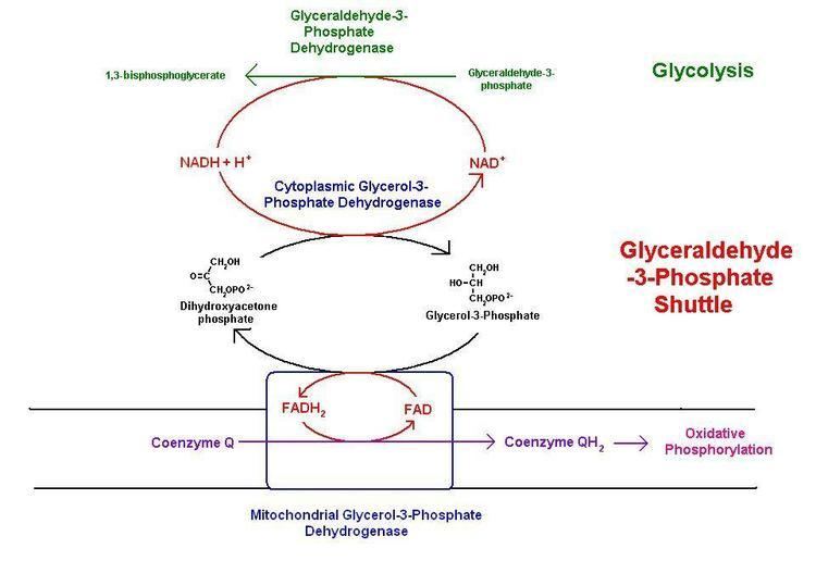 Glycerol 3-phosphate FileGlycerol3phosphate shuttlejpg Wikipedia