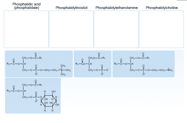Glycerophospholipid Glycerophospholipids phosphoglycerides Are Compo Cheggcom