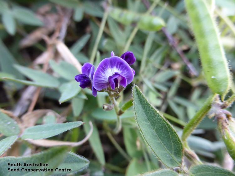 Glycine tabacina Glycine tabacina