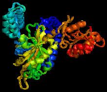 Glycine—tRNA ligase httpsuploadwikimediaorgwikipediacommonsthu