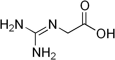 Glycocyamine httpsuploadwikimediaorgwikipediacommons88