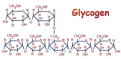 Glycogen Is Glycogen a Carbohydrate I Love Bicycling