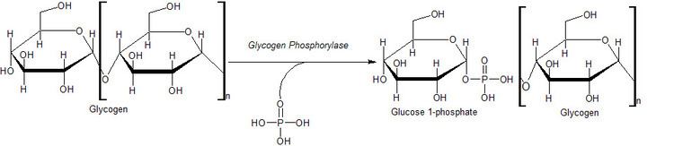 Glycogen phosphorylase Principles of BiochemistryGlucoseGlycogen and Diabetes Wikibooks