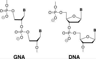 Glycol nucleic acid wwwscience20comfilesGNAjpg