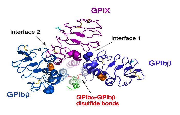 Glycoprotein Ib-IX-V Receptor Complex