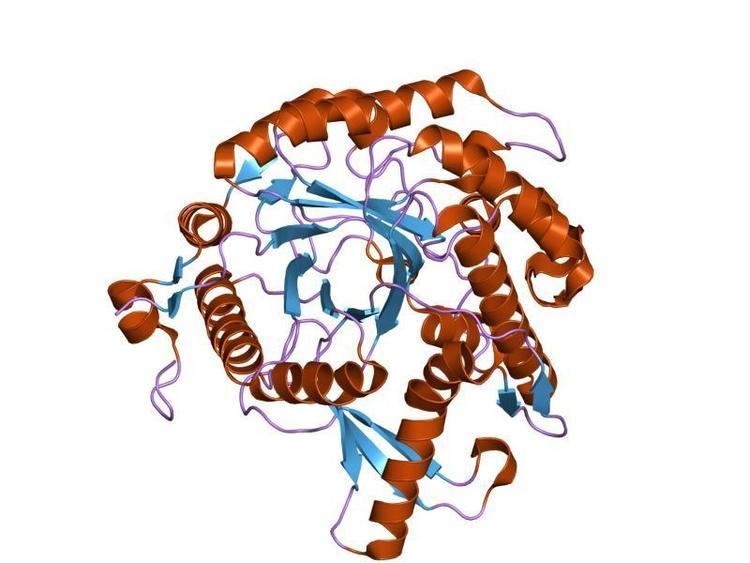 Glycoside hydrolase family 1